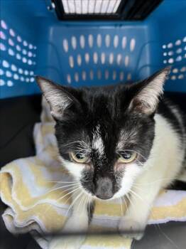 BUSHKA -  Domestic Short Hair Cat for Adoption in Derwood, Maryland - BUSHKA | PetCurious