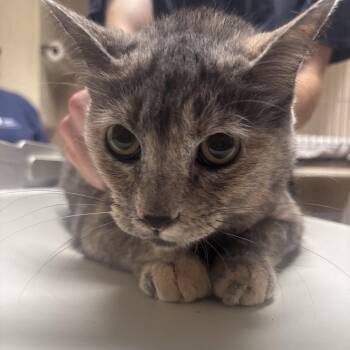 Hunny Bunny -  Domestic Short Hair Cat for Adoption in Dallas, Texas - Hunny Bunny | PetCurious
