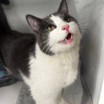 Domestic Short Hair Cats Available for Adoption - Futon | PetCurious