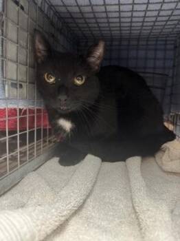 Baby Boo -  Domestic Short Hair Cat for Adoption in Honolulu, Hawaii - Baby Boo | PetCurious