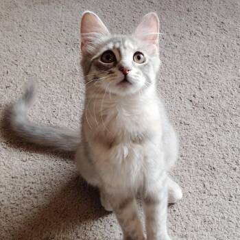 Little Marci bonded with Jonathan -  Domestic Short Hair Cat for Adoption in Silverton, Oregon - Little Marci Bonded With Jonathan | PetCurious