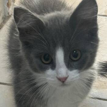 Bazooka Joe -  Domestic Short Hair Cat for Adoption in Springfield, Missouri - Bazooka Joe | PetCurious
