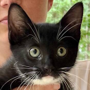 Shadow -  Domestic Short Hair Cat for Adoption in Gastonia, North Carolina - Shadow | PetCurious