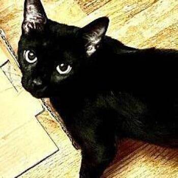 Sunny -  Domestic Short Hair Cat for Adoption in Greensburg, Pennsylvania - Sunny | PetCurious