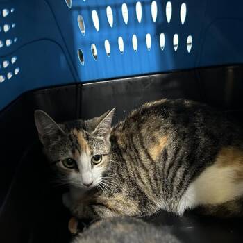 Rescue Domestic Short Hair Cats for Adoption in Oyster Bay, New York - Cannoli | PetCurious