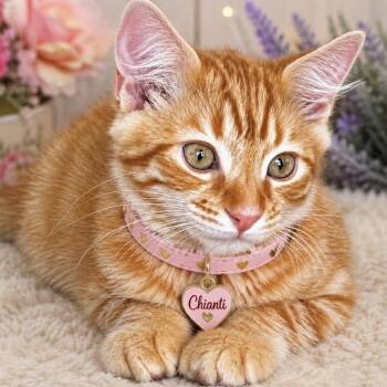 Chianti -  Domestic Short Hair Cat for Adoption in Inman, South Carolina - Chianti | PetCurious