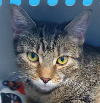 Domestic Short Hair Cats Available for Adoption in Bridgeport, Connecticut - Bonnie | PetCurious