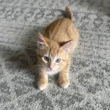 Chief -  Domestic Short Hair Cat for Adoption in Gibsonia, Pennsylvania - Chief | PetCurious