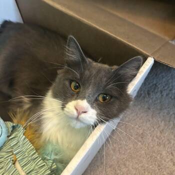 Rocky Road -  Maine Coon and Domestic Long Hair Cat for Adoption in Yorba Linda, California - Rocky Road | PetCurious