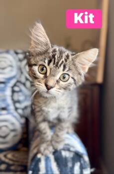 Kit -  Domestic Short Hair Cat for Adoption in Crown Point, Indiana - Kit | PetCurious