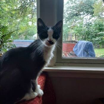 Rescue Manx Cats for Adoption in Ashland, Massachusetts - Kit | PetCurious