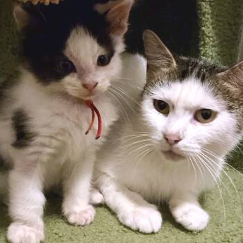 Rescue Domestic Medium Hair Cats for Adoption in Austin, Texas - Echo 24 | PetCurious