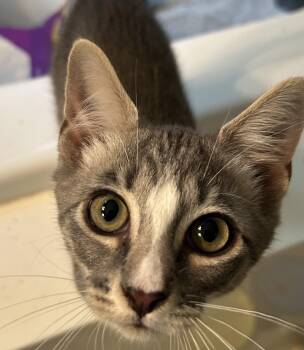 Chase -  Domestic Short Hair Cat for Adoption in Smithfield, North Carolina - Chase | PetCurious