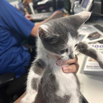 Mazel Tov -  Domestic Short Hair Cat for Adoption in Greensboro, North Carolina - Mazel Tov | PetCurious