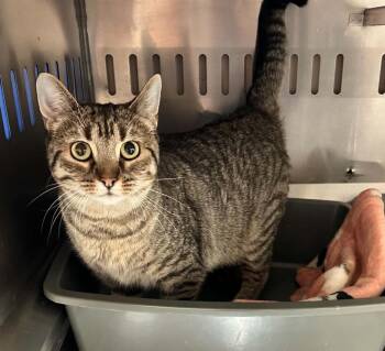 TAMMY (CR-SC) -  Domestic Short Hair Cat for Adoption in Sainte-angèle-de-monnoir, Quebec - TAMMY (CR-SC) | PetCurious