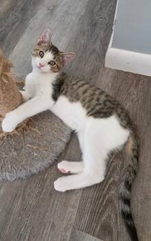 Tim -  Domestic Short Hair Cat for Adoption in Findlay, Ohio - Tim | PetCurious