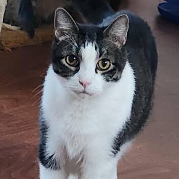 Tucker -  Domestic Short Hair Cat for Adoption in Rochester, Minnesota - Tucker | PetCurious