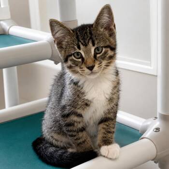 Digiorno -  Domestic Short Hair Cat for Adoption in Pontiac, Michigan - Digiorno | PetCurious