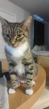 Sweetie Pie -  Domestic Medium Hair Cat for Adoption in Alafaya, Florida - Sweetie Pie | PetCurious