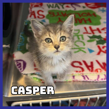 Rescue Domestic Short Hair Cats for Adoption in Glenwood, Minnesota - Casper | PetCurious