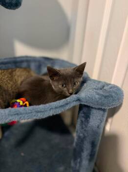 Ghoul -  Domestic Short Hair Cat for Adoption in Sebastian, Florida - Ghoul | PetCurious