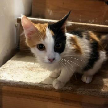 Calli Hughes -  Domestic Medium Hair Cat for Adoption in Eagle Mountain, Utah - Calli Hughes | PetCurious
