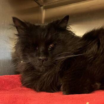 Domestic Long Hair Cats Available for Adoption in Pittsburgh, Pennsylvania - Bitty | PetCurious