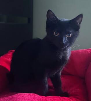 2026-70 Kai -  Domestic Short Hair Cat for Adoption in Windsor, Connecticut - 2026-70 Kai | PetCurious
