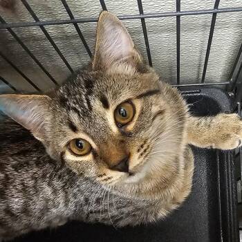 Biscuit -  Domestic Short Hair Cat for Adoption in Columbus, North Carolina - Biscuit | PetCurious