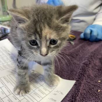 Domestic Short Hair Cats Available for Adoption in Los Angeles, California - Giggle Bug | PetCurious