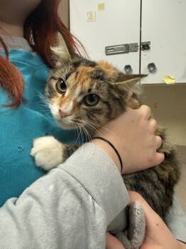 Rescue Domestic Medium Hair Cats for Adoption in Salisbury, Maryland - Chiclets | PetCurious