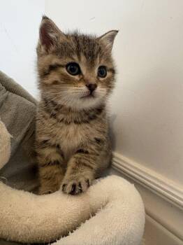 Tabby Cats Available for Adoption in Ottawa, Ontario - Cashew | PetCurious
