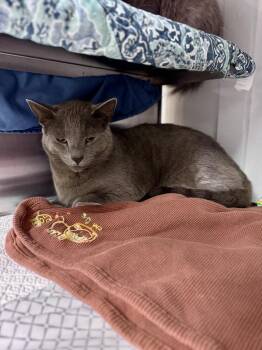 Smokester -  Domestic Short Hair Cat for Adoption in Midland, Michigan - Smokester | PetCurious