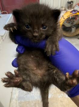 Drill Bit -  Domestic Short Hair Cat for Adoption in Greencastle, Indiana - Drill Bit | PetCurious