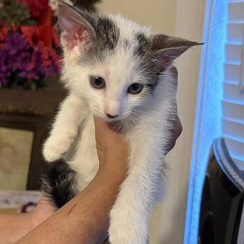 Sammy -  Domestic Short Hair Cat for Adoption in Buffalo, New York - Sammy | PetCurious