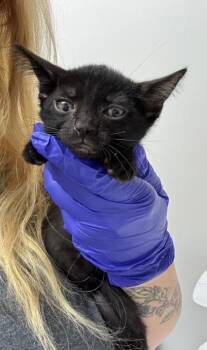 Lil Cuz -  Domestic Short Hair Cat for Adoption in Sacramento, California - Lil Cuz | PetCurious