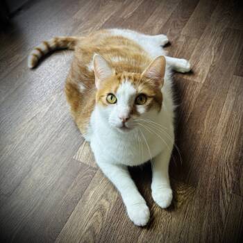 Hudson -  Domestic Short Hair Cat for Adoption in Buffalo, New York - Hudson | PetCurious