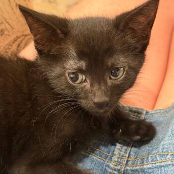 Chocolate Cosmos -  Domestic Short Hair Cat for Adoption in Gloucester, Virginia - Chocolate Cosmos | PetCurious