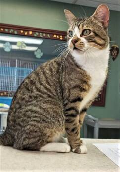 Tom Hanks -  Domestic Short Hair Cat for Adoption in Waupaca, Wisconsin - Tom Hanks | PetCurious