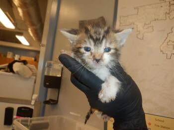 Domestic Short Hair Cats Available for Adoption in San Jose, California - DURAZNO | PetCurious