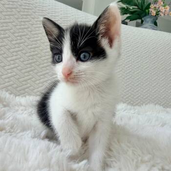 Jigglypuff -  Domestic Short Hair Cat for Adoption in Chapel Hill, North Carolina - Jigglypuff | PetCurious