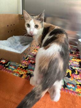 Rescue Domestic Short Hair Cats for Adoption in Hot Springs, Arkansas - Bo-Bella | PetCurious