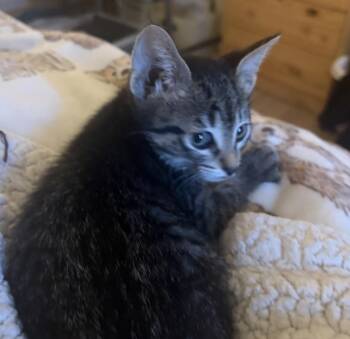 Toaster Oven -  Domestic Short Hair Cat for Adoption in Fort Collins, Colorado - Toaster Oven | PetCurious