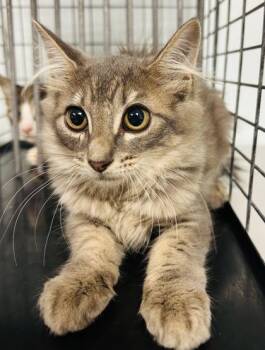 Jane -  Domestic Short Hair Cat for Adoption in Largo, Florida - Jane | PetCurious