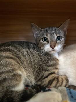 Rescue Domestic Short Hair Cats for Adoption in Blountville, Tennessee - Buck Owens | PetCurious