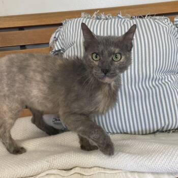 Domestic Short Hair Cats Available for Adoption in Long Beach, California - Joycee | PetCurious