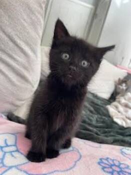 American Shorthair Cats Available for Adoption in Beaverton, Oregon - Ranger | PetCurious