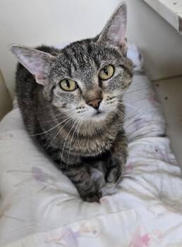 Tiger Tilly -  Domestic Short Hair Cat Available for Adoption in Mokena, Illinois - Tiger Tilly | PetCurious