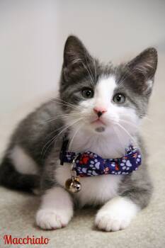 Domestic Short Hair Cats Available for Adoption in Vinton, Iowa - Macchiato | PetCurious