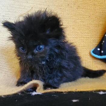 Sabrina -  Domestic Medium Hair Cat for Adoption in Jefferson City, Tennessee - Sabrina | PetCurious